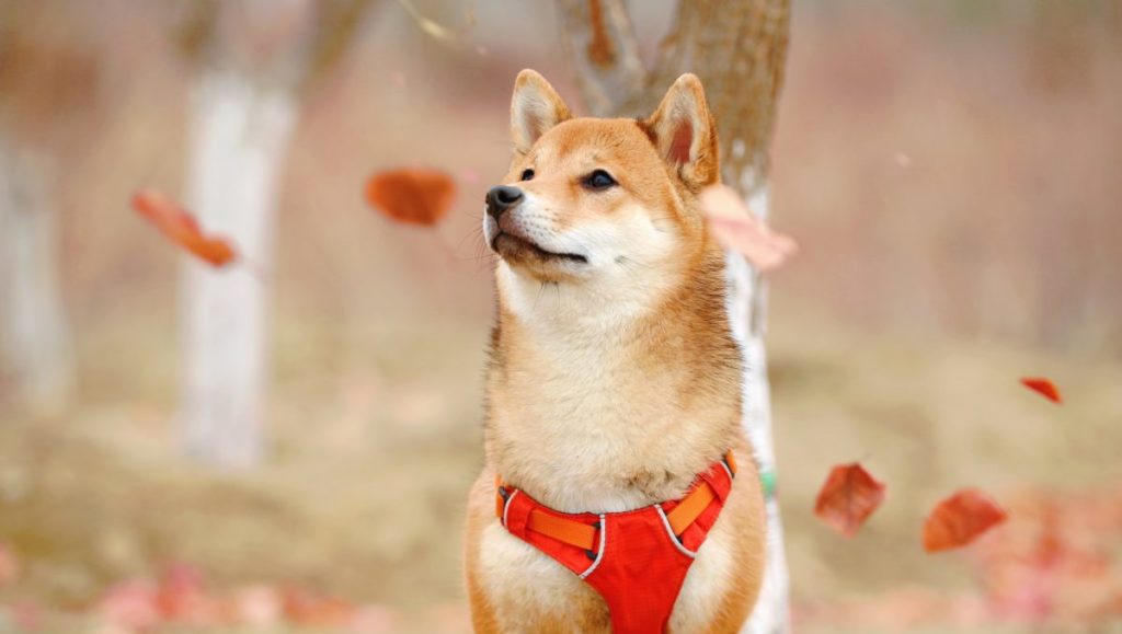 Analyzing Shiba Inu [SHIB] next move as volatility dwindles