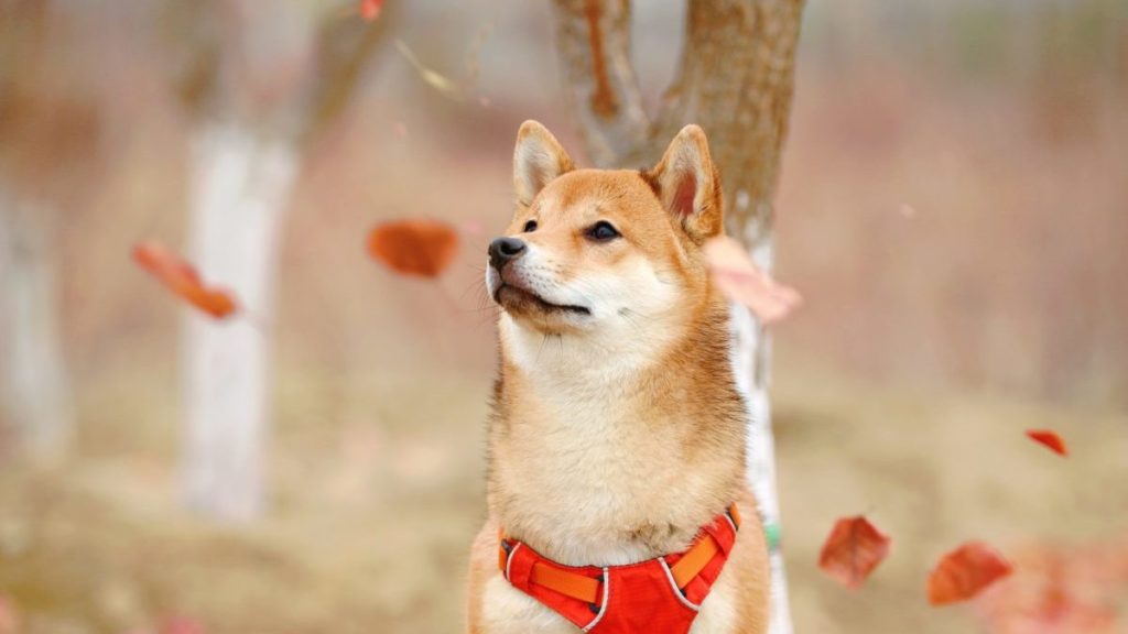 shiba dog